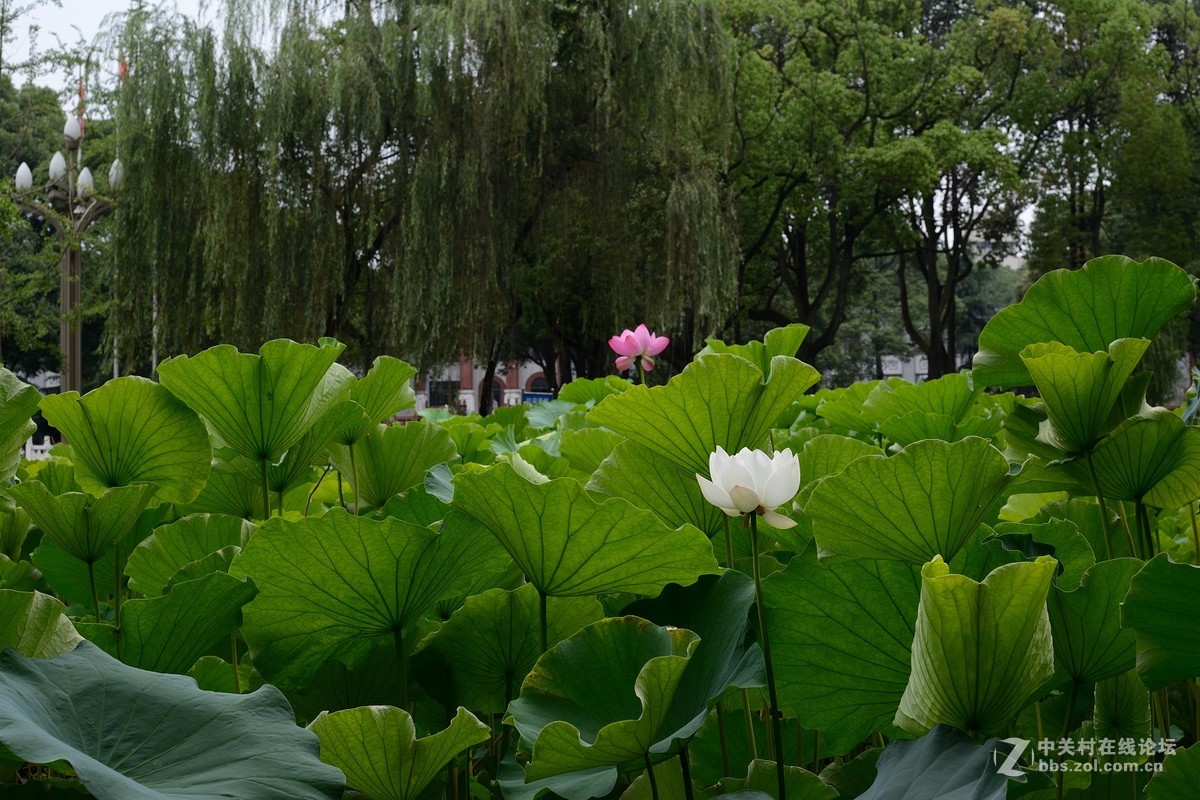同一个机位不同镜头拍荷花