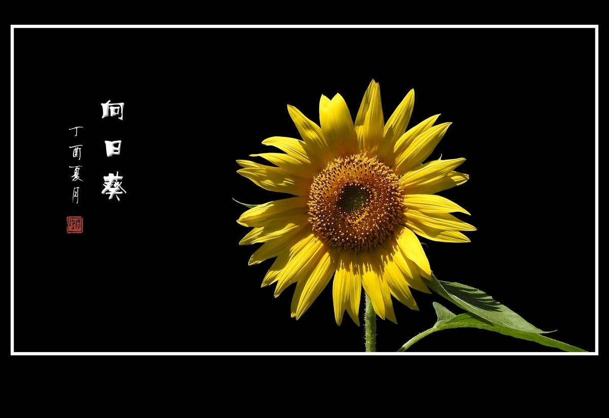 葵花朵朵向阳开