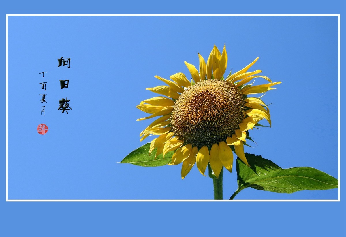 葵花朵朵向阳开