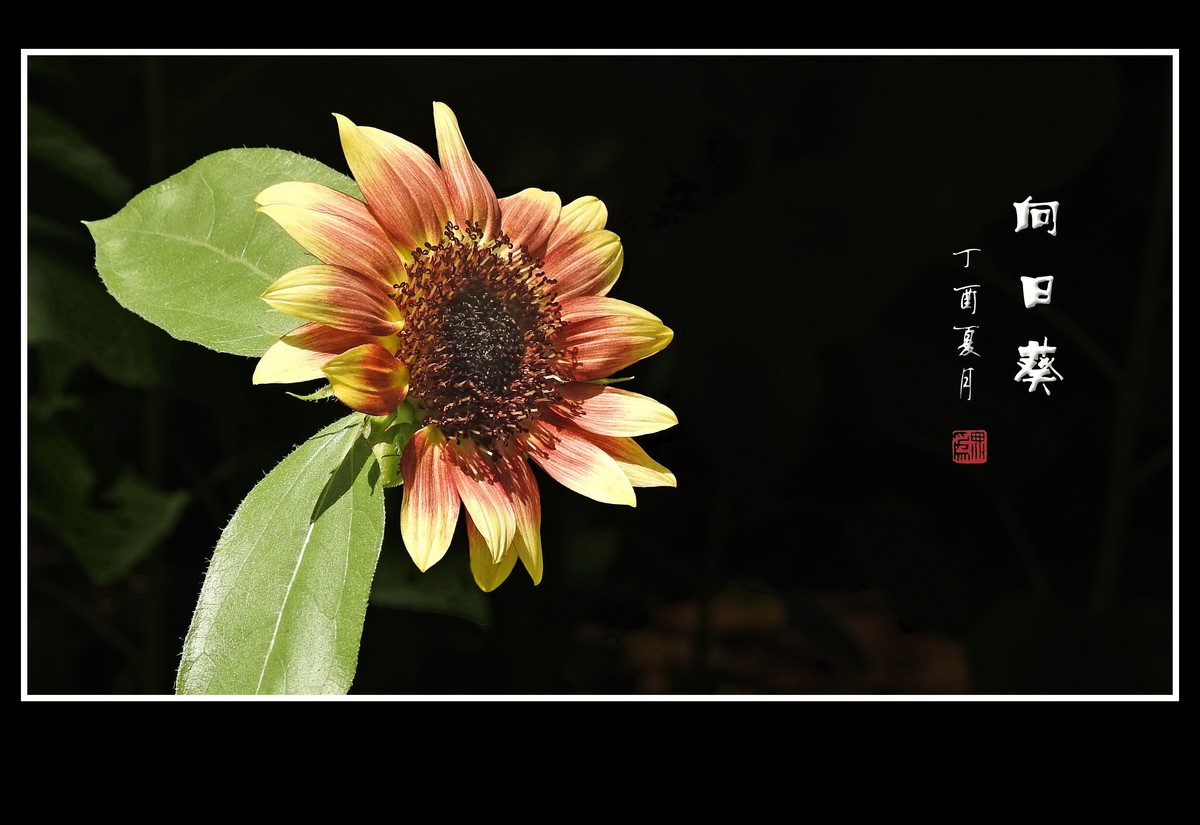 葵花朵朵向阳开