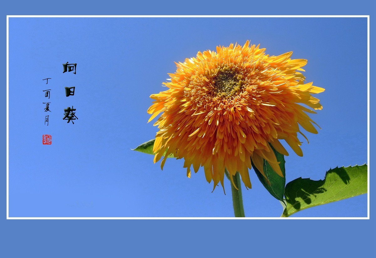 葵花朵朵向阳开