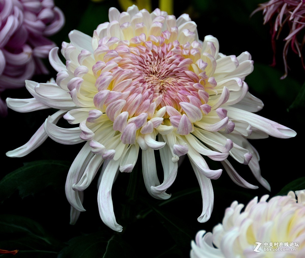 #版主坐堂# 小五星空(中国)2017年十月精品荟萃