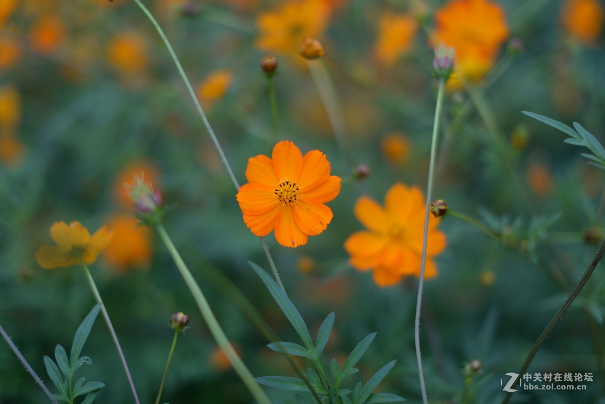 随拍-适马50/1.4拍微距