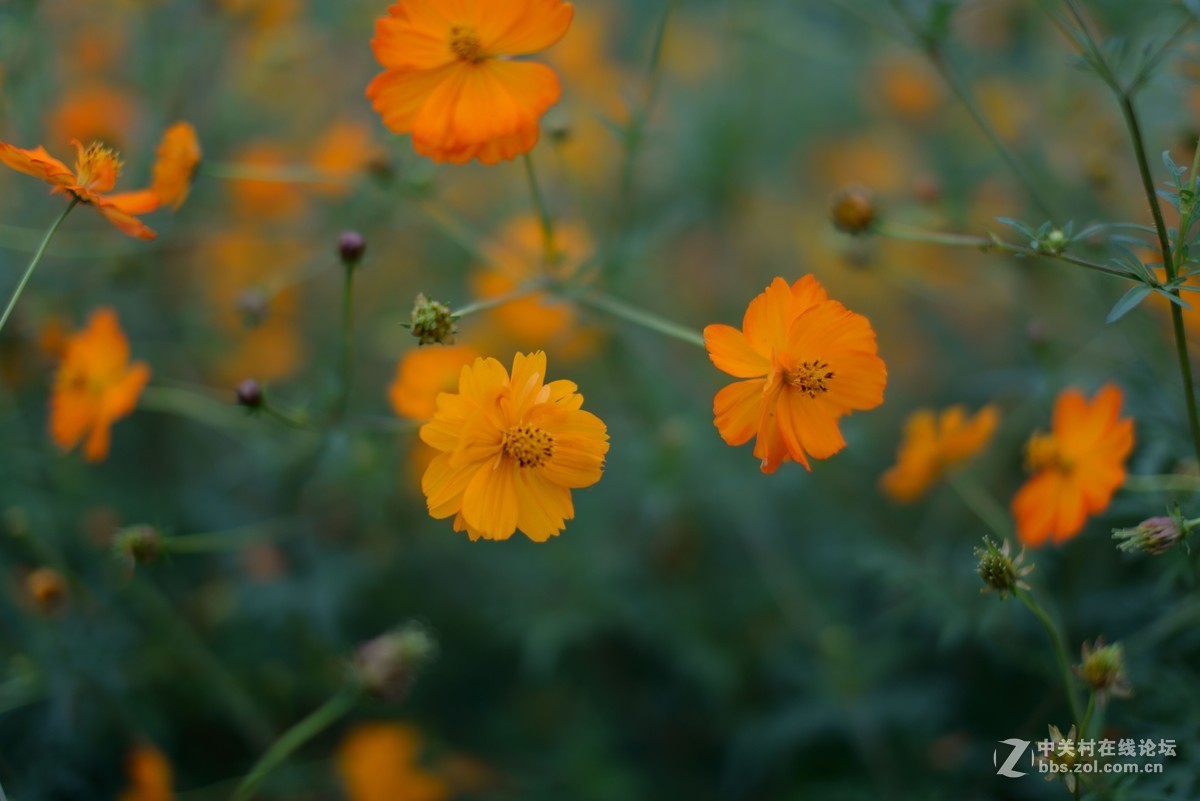 随拍-适马50/1.4拍微距