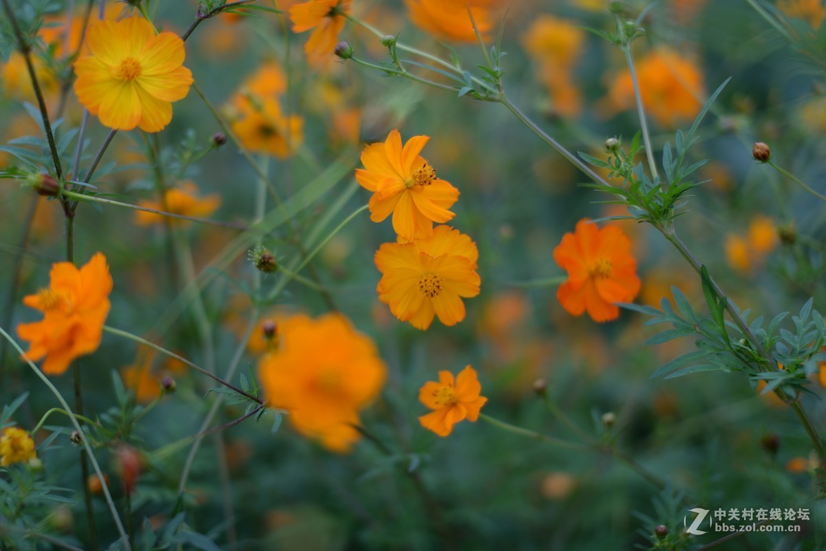 随拍-适马50/1.4拍微距