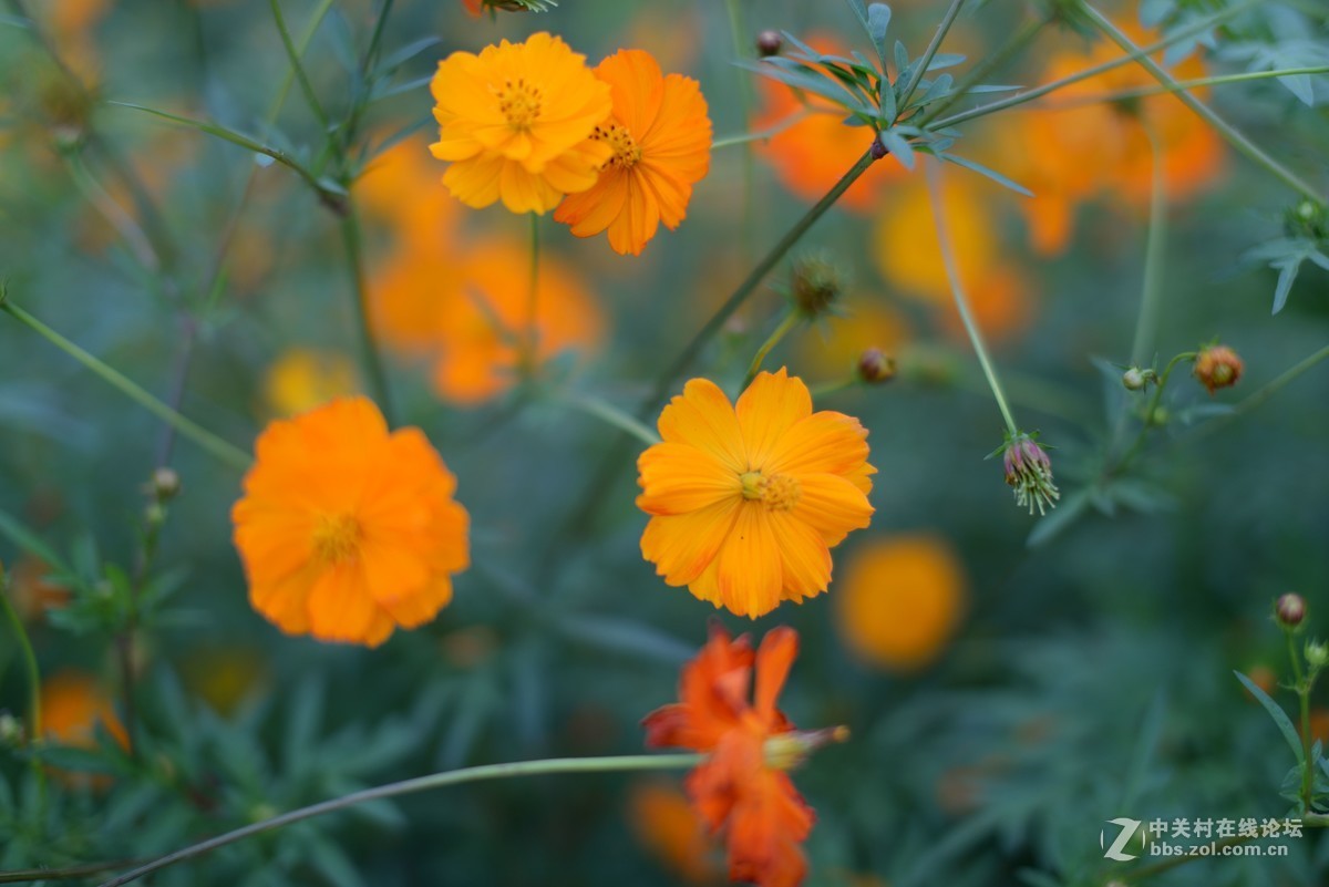 随拍-适马50/1.4拍微距