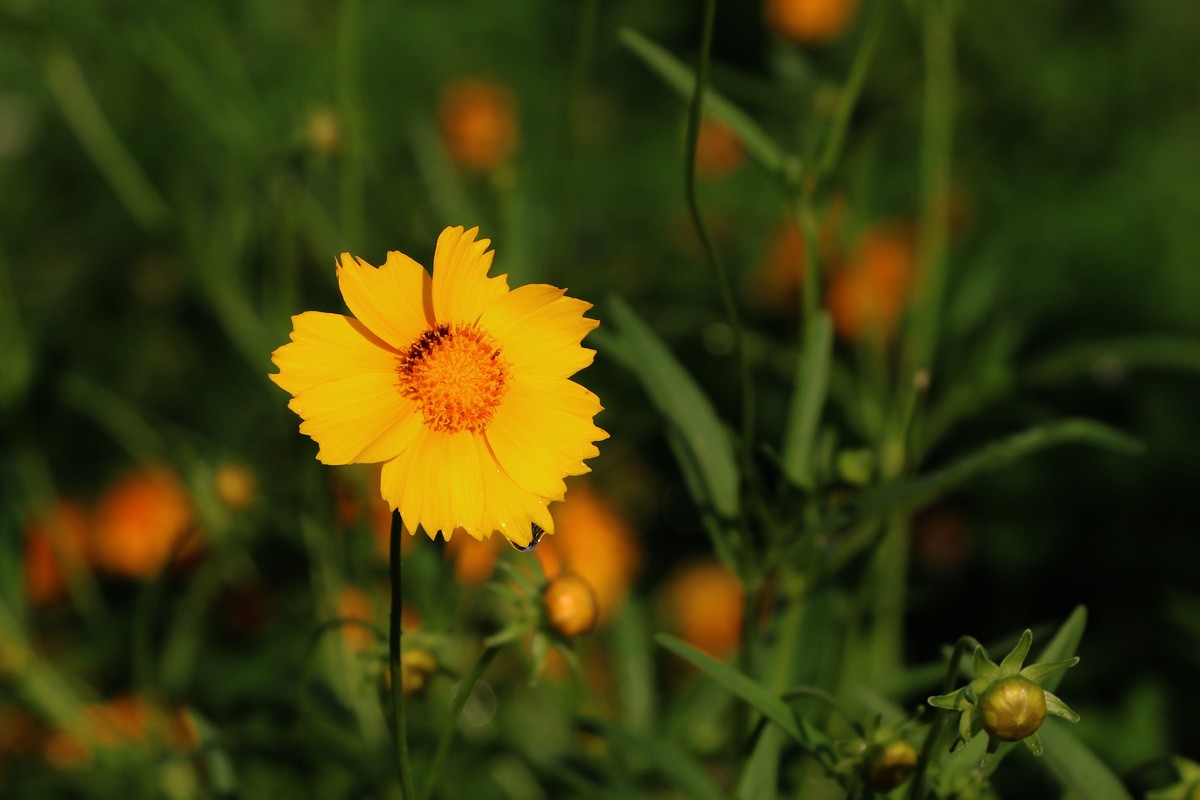 人民公园的花儿与建筑