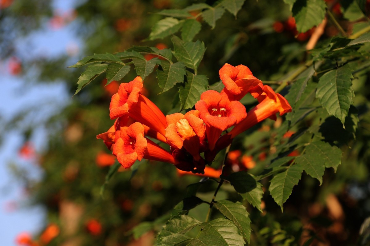 人民公园的花儿与建筑
