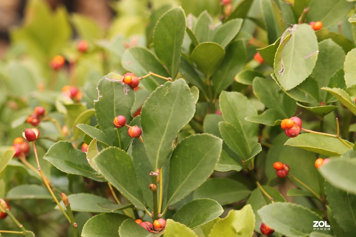 丛绿之中一点红之冬青卫矛果实(二)-中关村在线摄影论坛