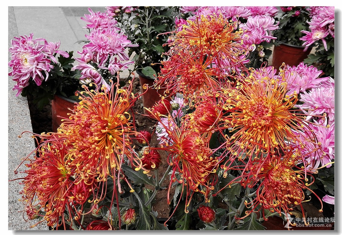 手机拍菊展——千姿百态菊花美