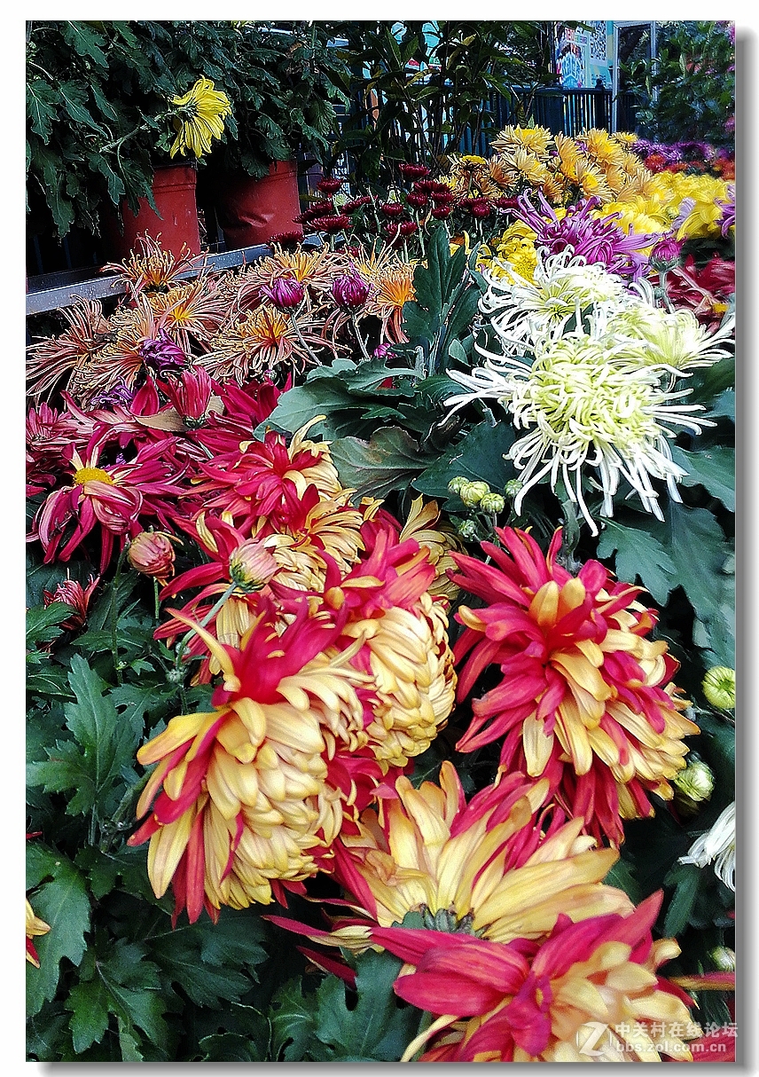 手机拍菊展——千姿百态菊花美