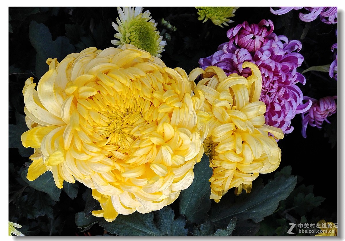 手机拍菊展——千姿百态菊花美