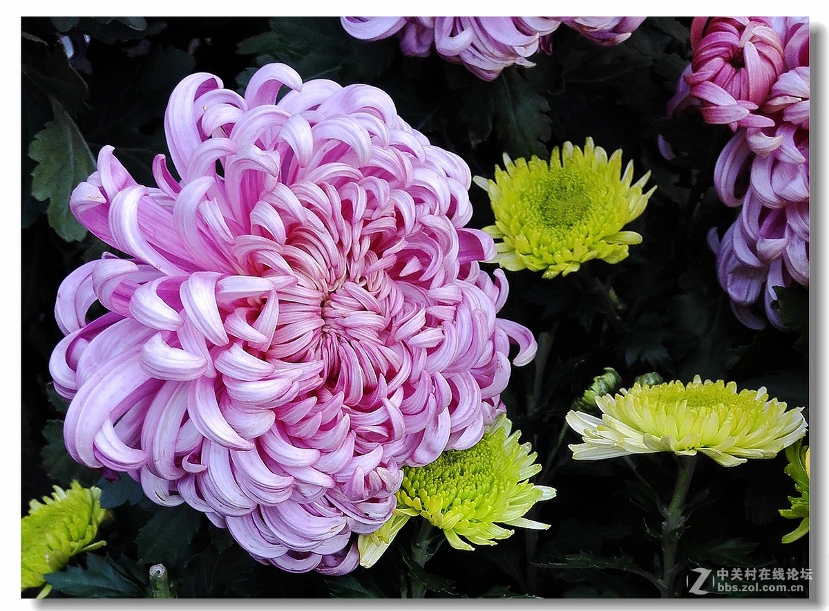 手机拍菊展——千姿百态菊花美