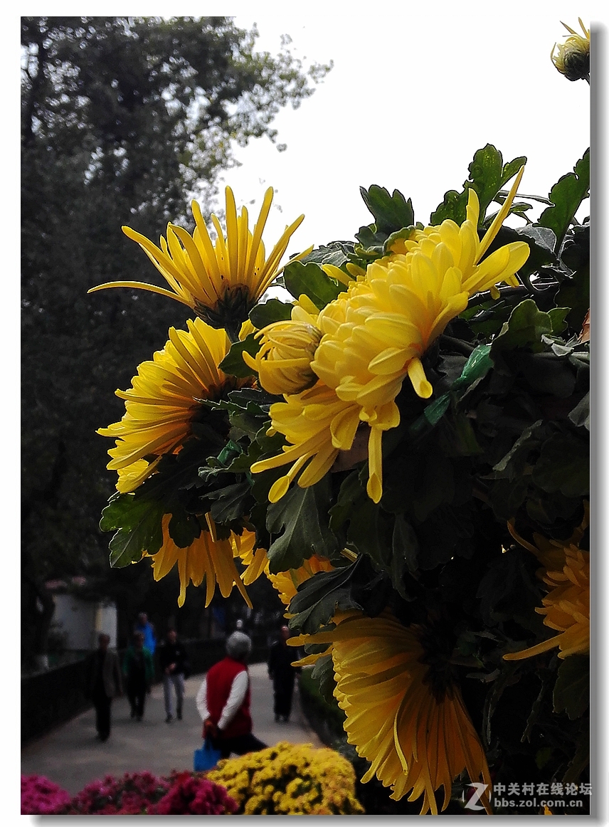 手机拍菊展——千姿百态菊花美