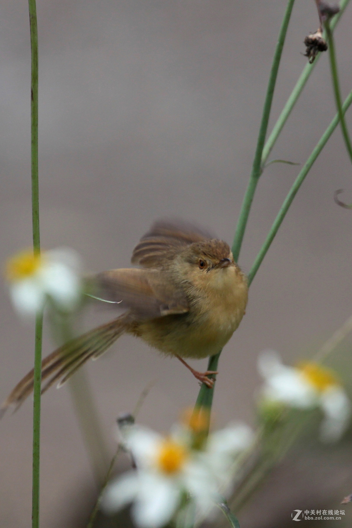 鸟要找食鸟要飞