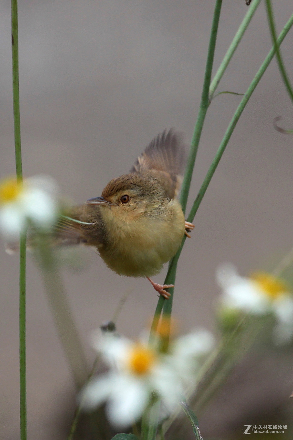 鸟要找食鸟要飞