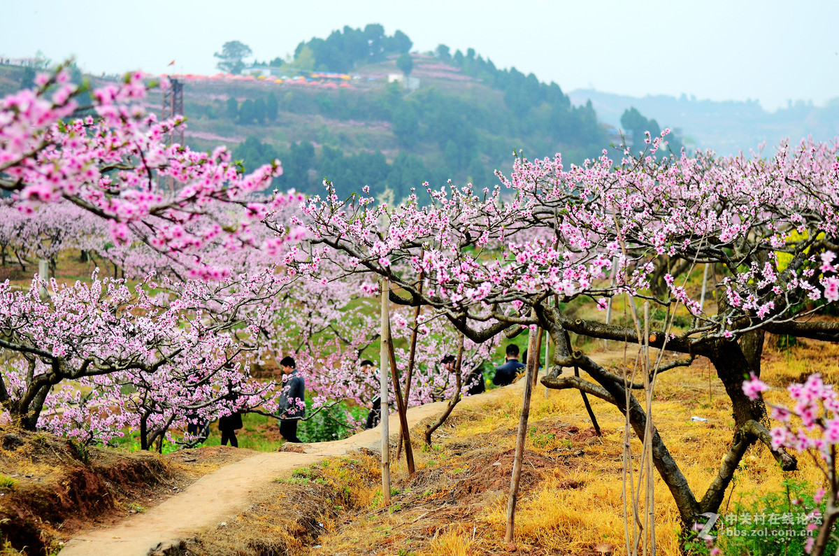 龙泉桃花故里图片图片