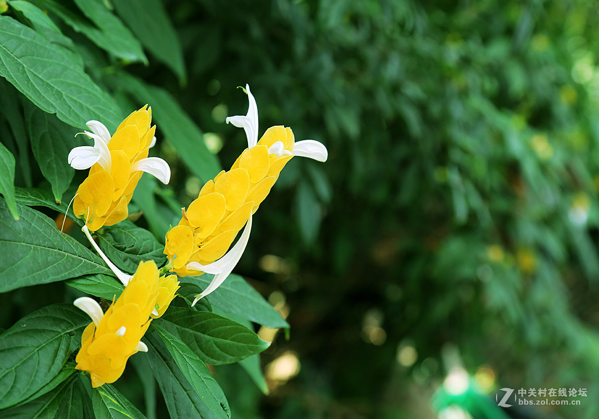 飞黄腾达金苞花