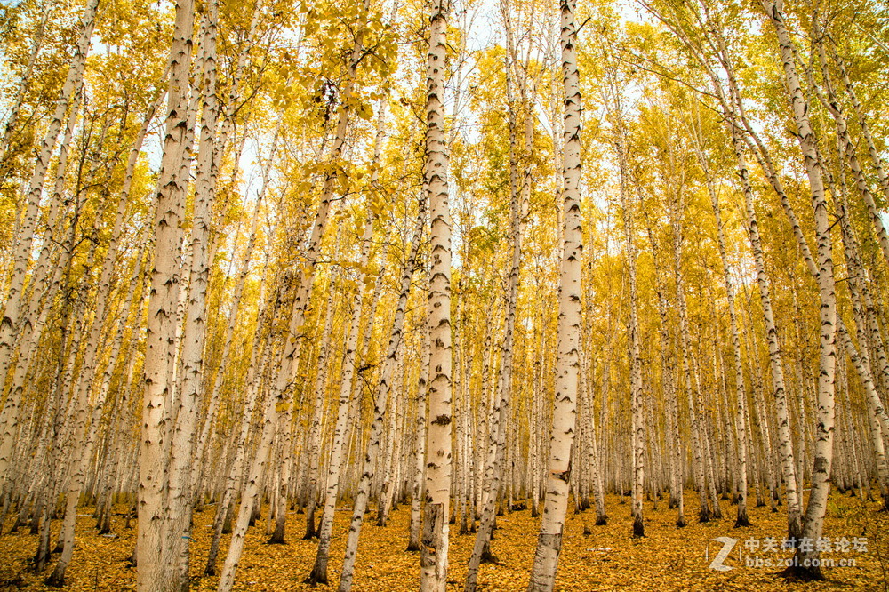 额尔古纳白桦林