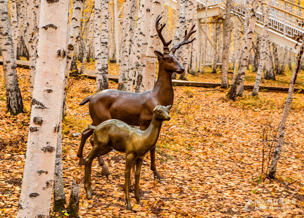 额尔古纳白桦林