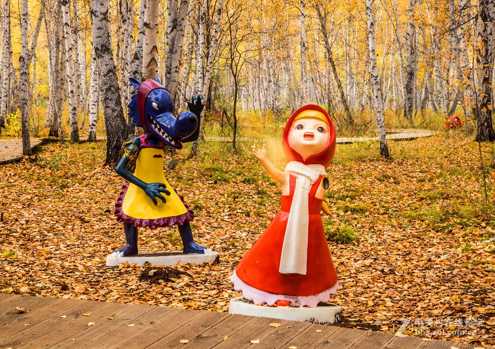 额尔古纳白桦林