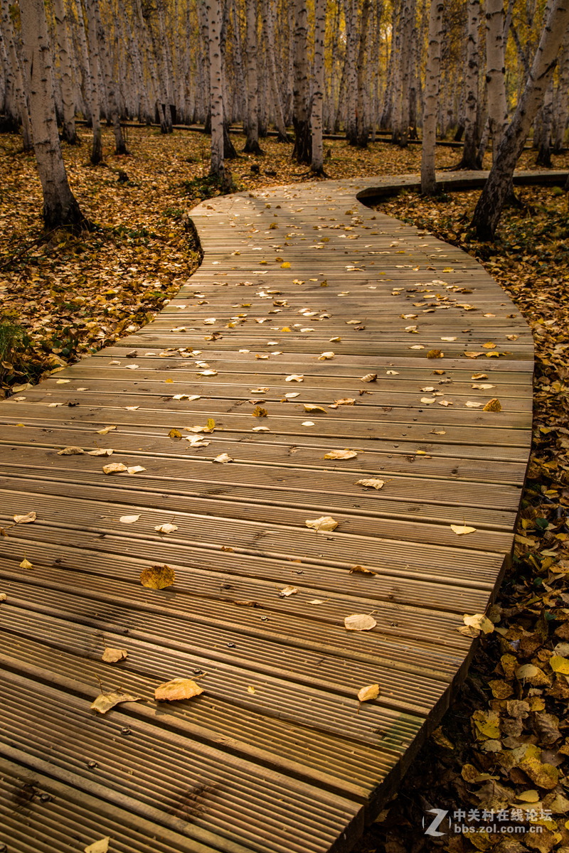 额尔古纳白桦林