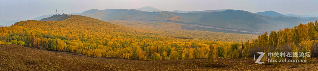 额尔古纳白桦林