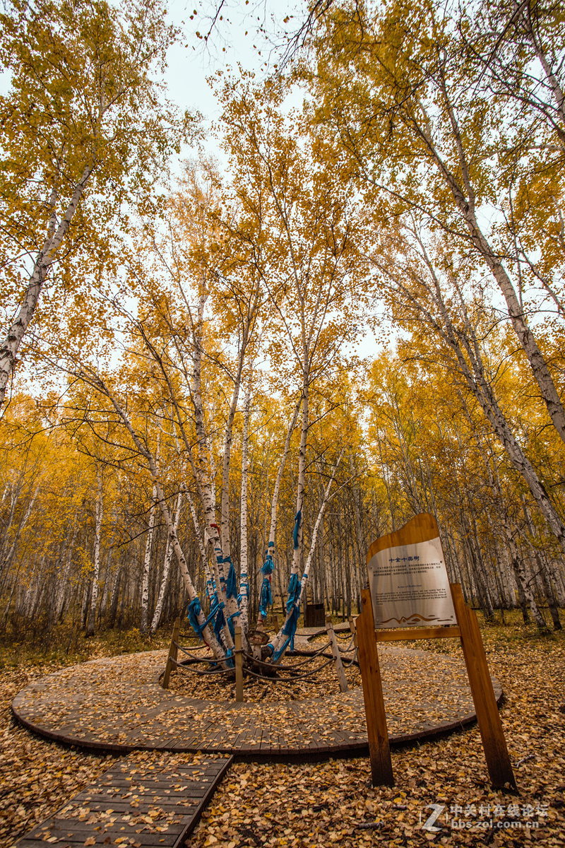 额尔古纳白桦林