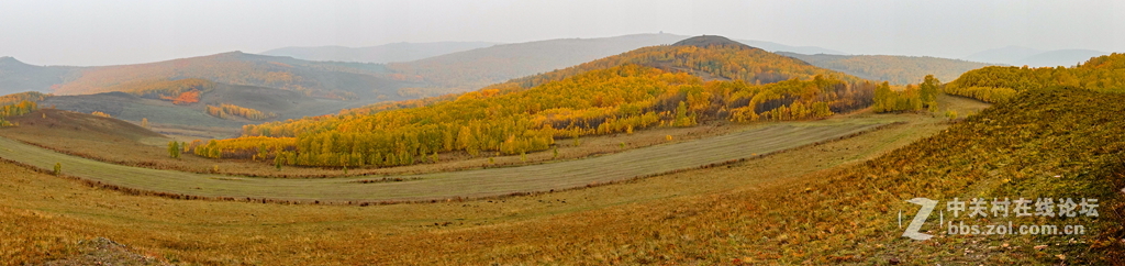 额尔古纳白桦林