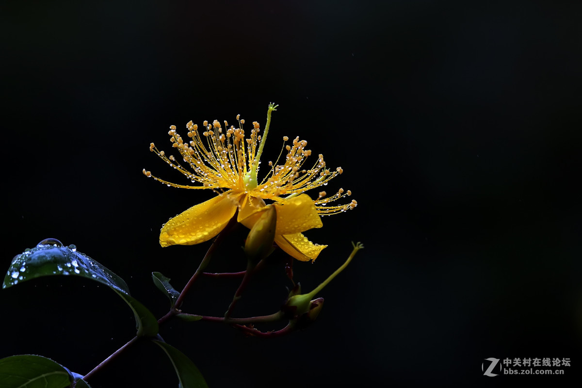 毛毛细雨中的金丝桃6