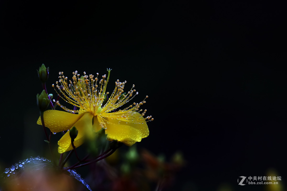 毛毛细雨中的金丝桃6