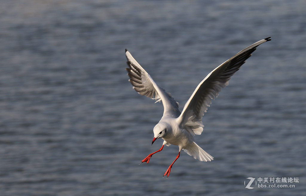 刘庄桥拍海鸥