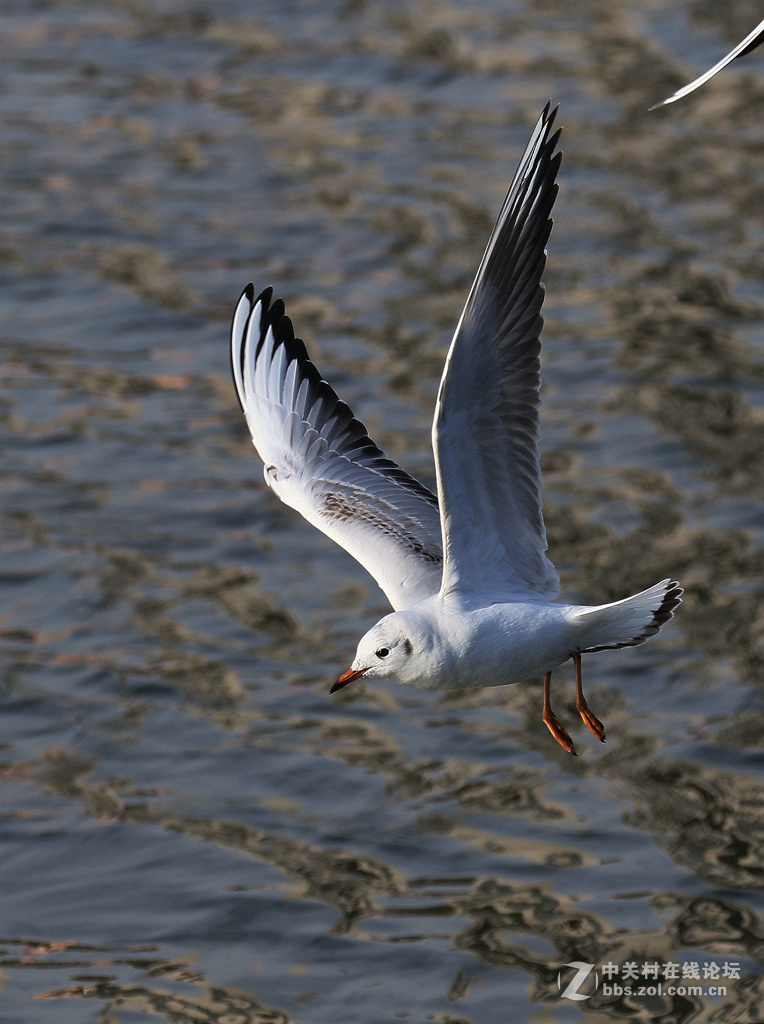 刘庄桥拍海鸥