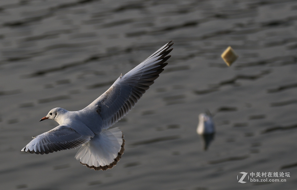 刘庄桥拍海鸥