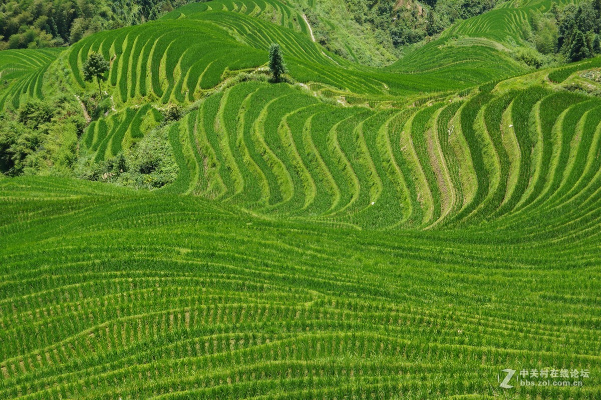 广西龙脊梯田 请各位指教