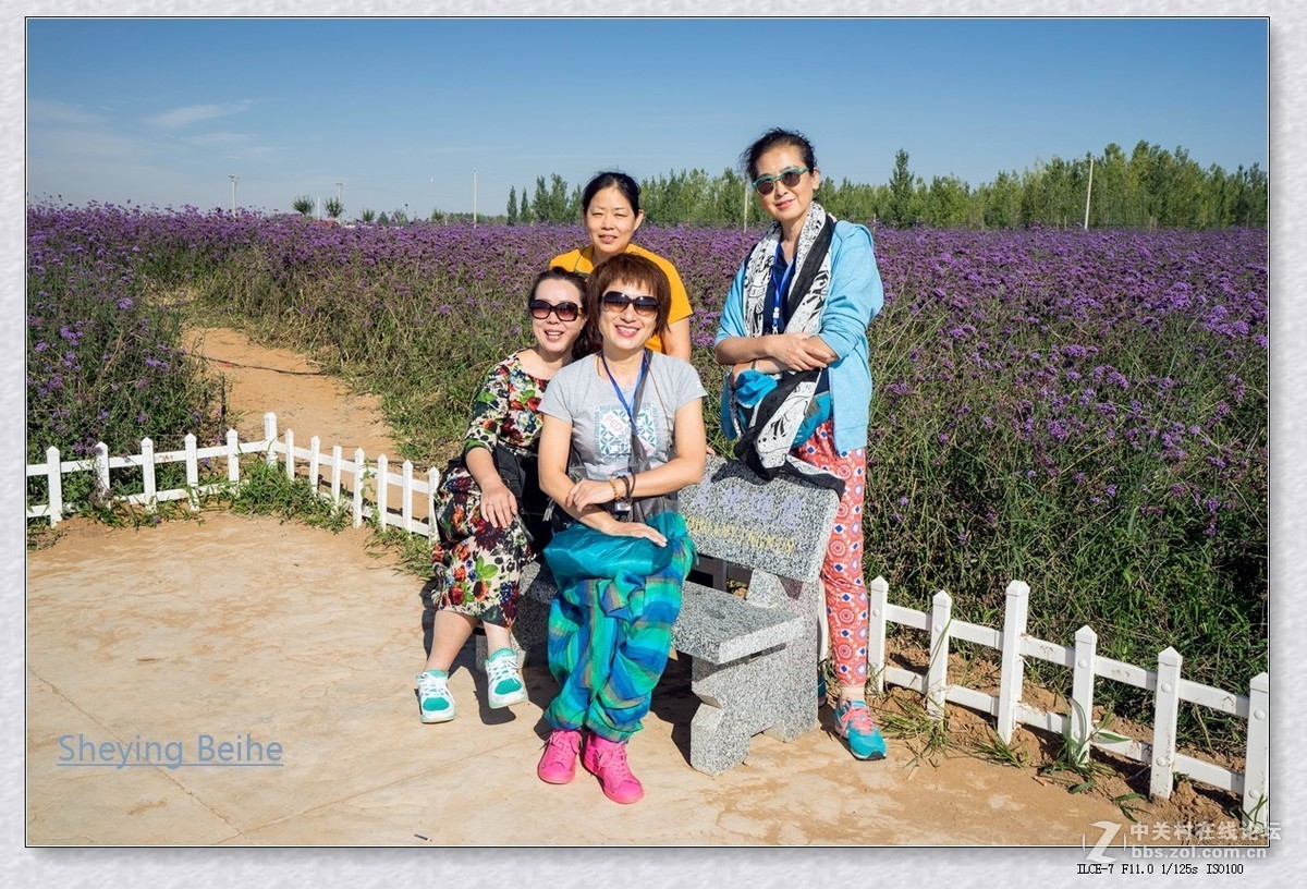 腾格里沙漠湿地 .金沙岛-续