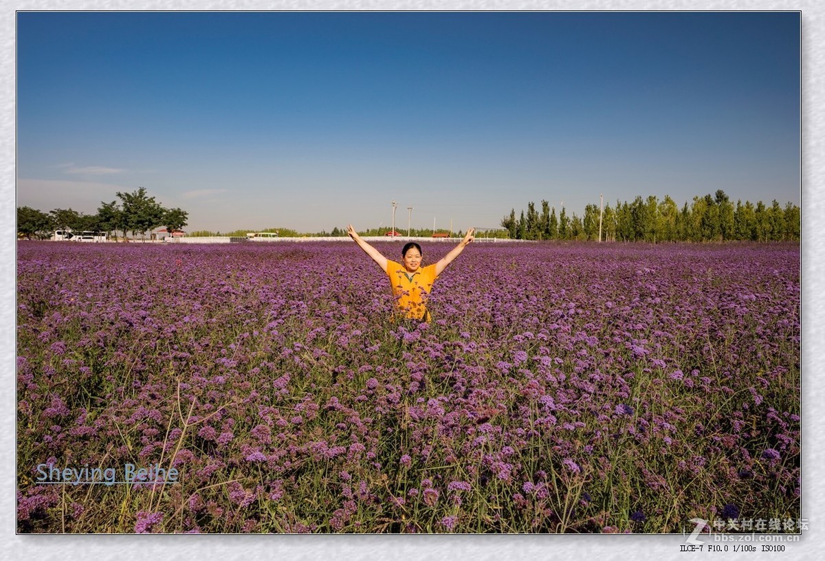 腾格里沙漠湿地 .金沙岛-续