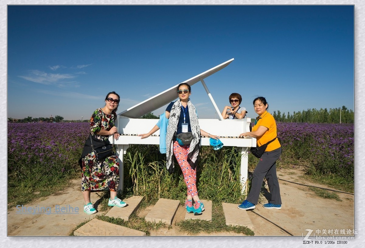 腾格里沙漠湿地 .金沙岛-续