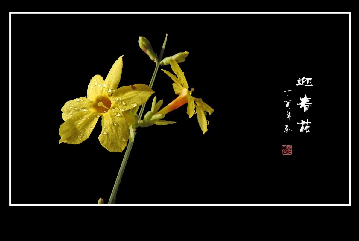 一组去年的迎春花