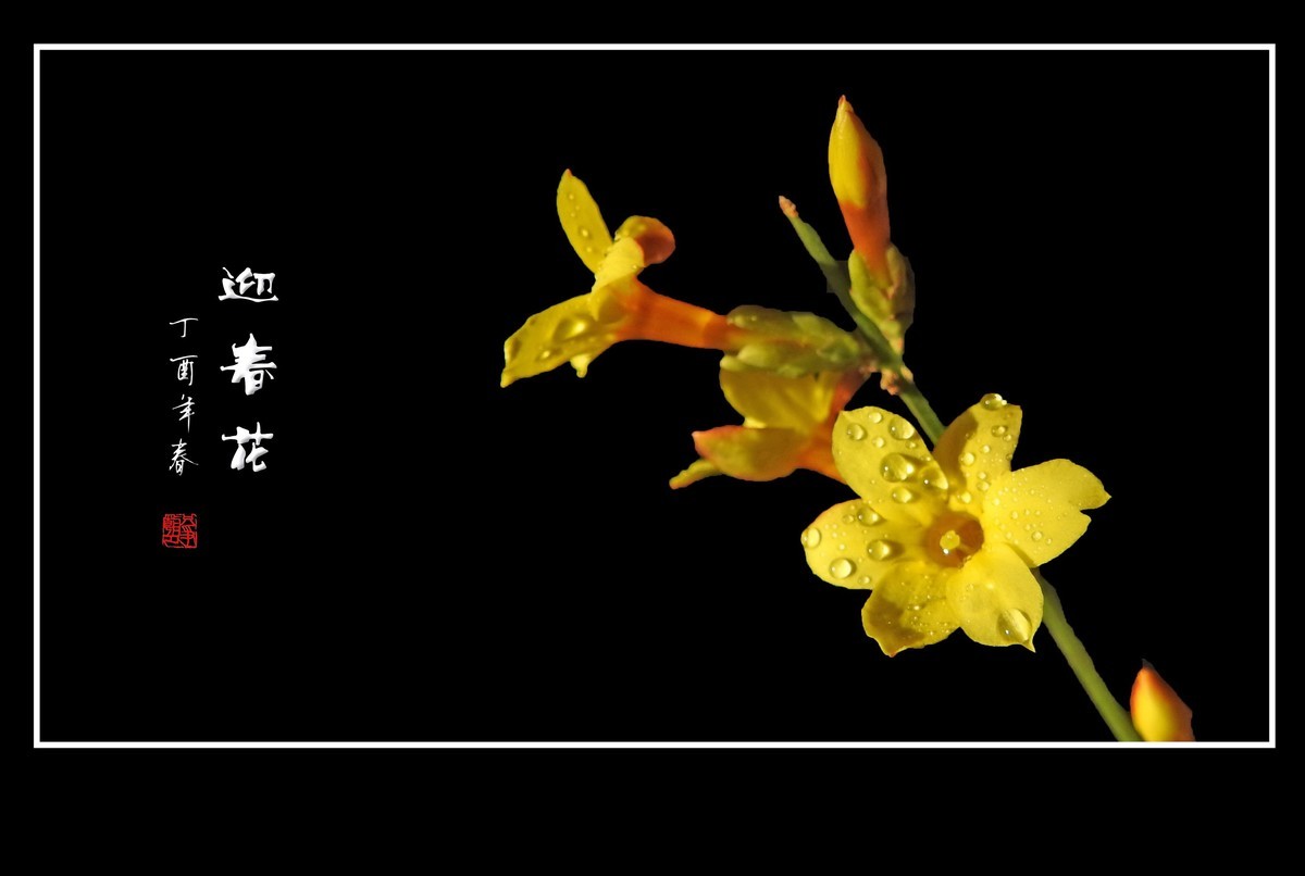 一组去年的迎春花