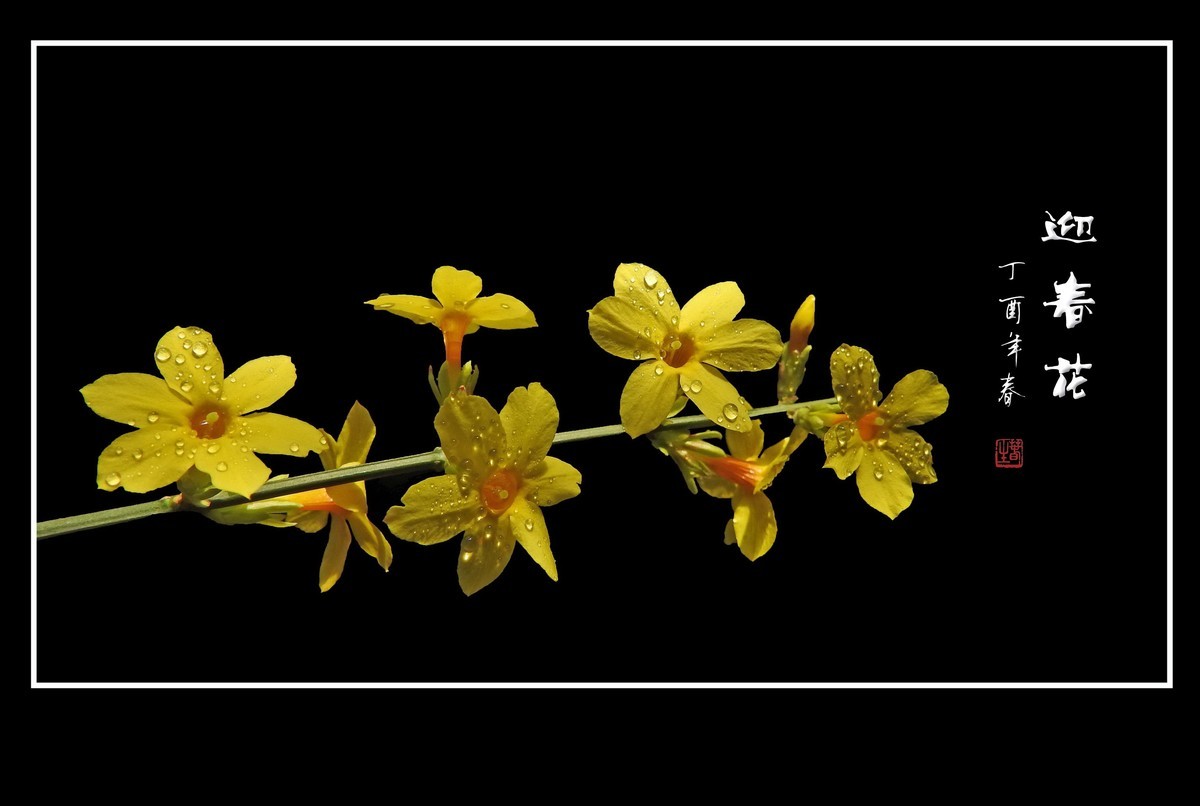 一组去年的迎春花