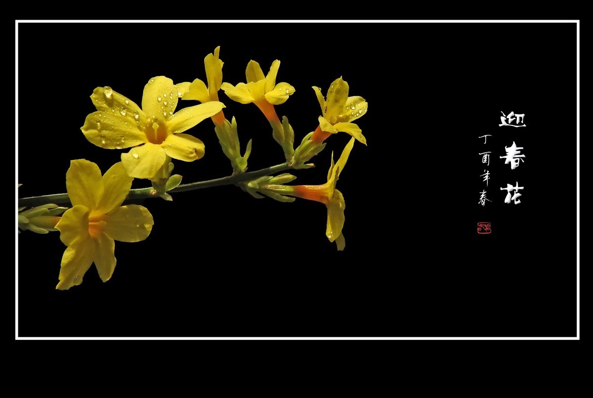 一组去年的迎春花