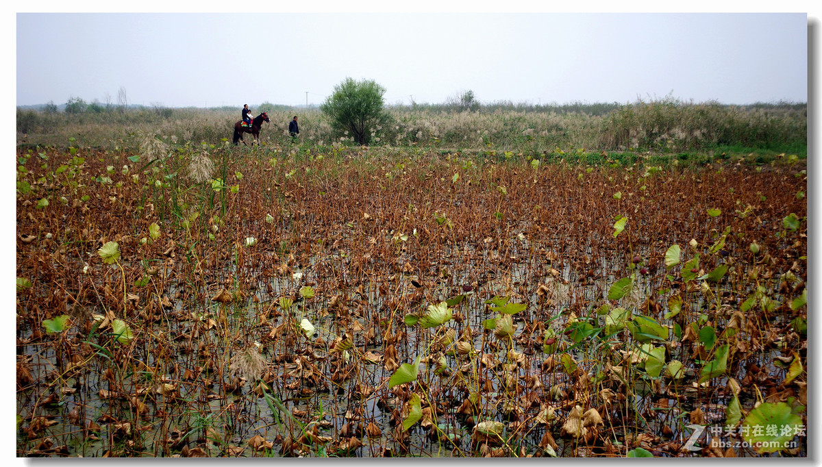 洽川处女泉国庆游拍