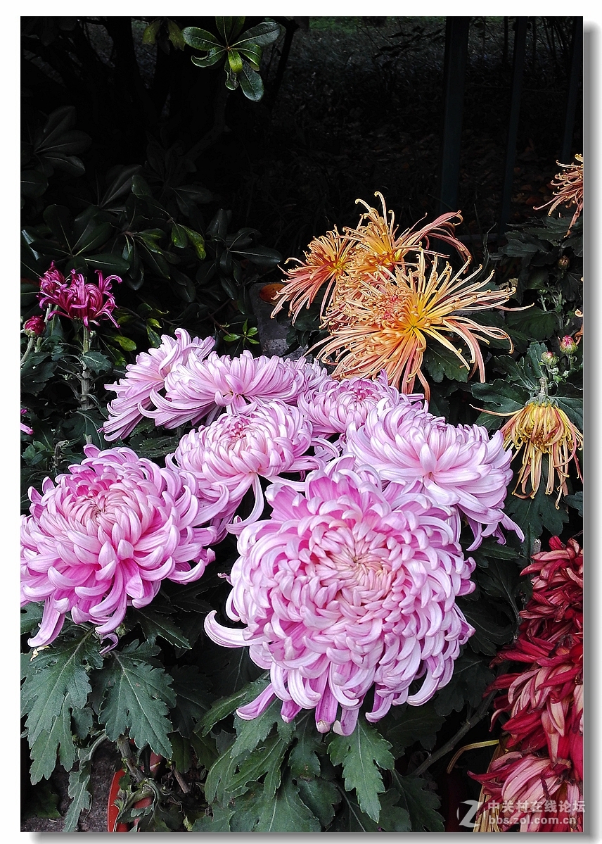 手机拍菊展——千姿百态菊花美