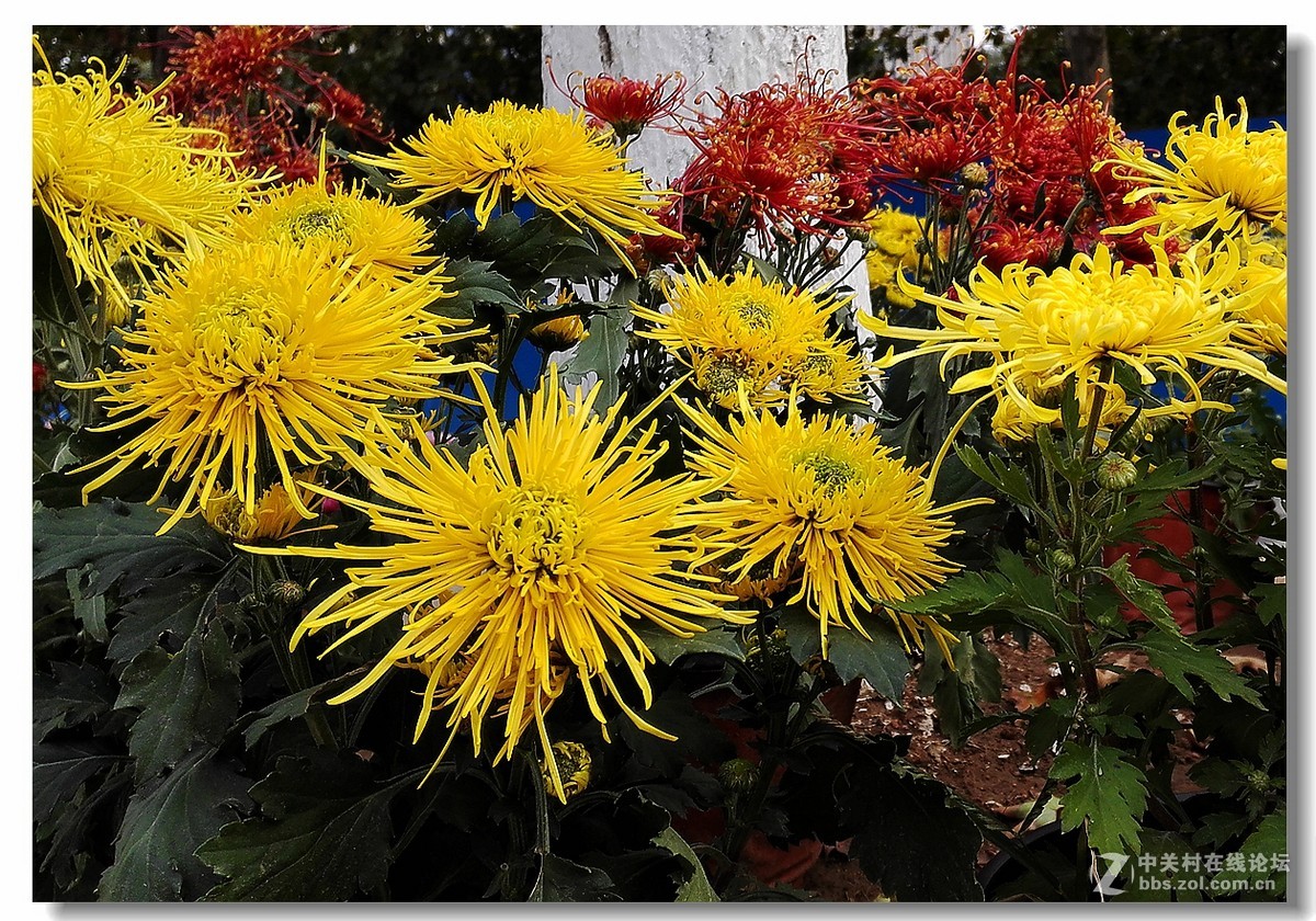 手机拍菊展——千姿百态菊花美