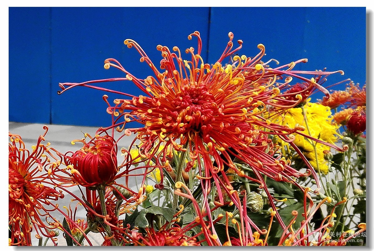 手机拍菊展——千姿百态菊花美