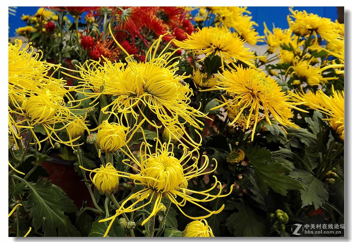 手机拍菊展——千姿百态菊花美