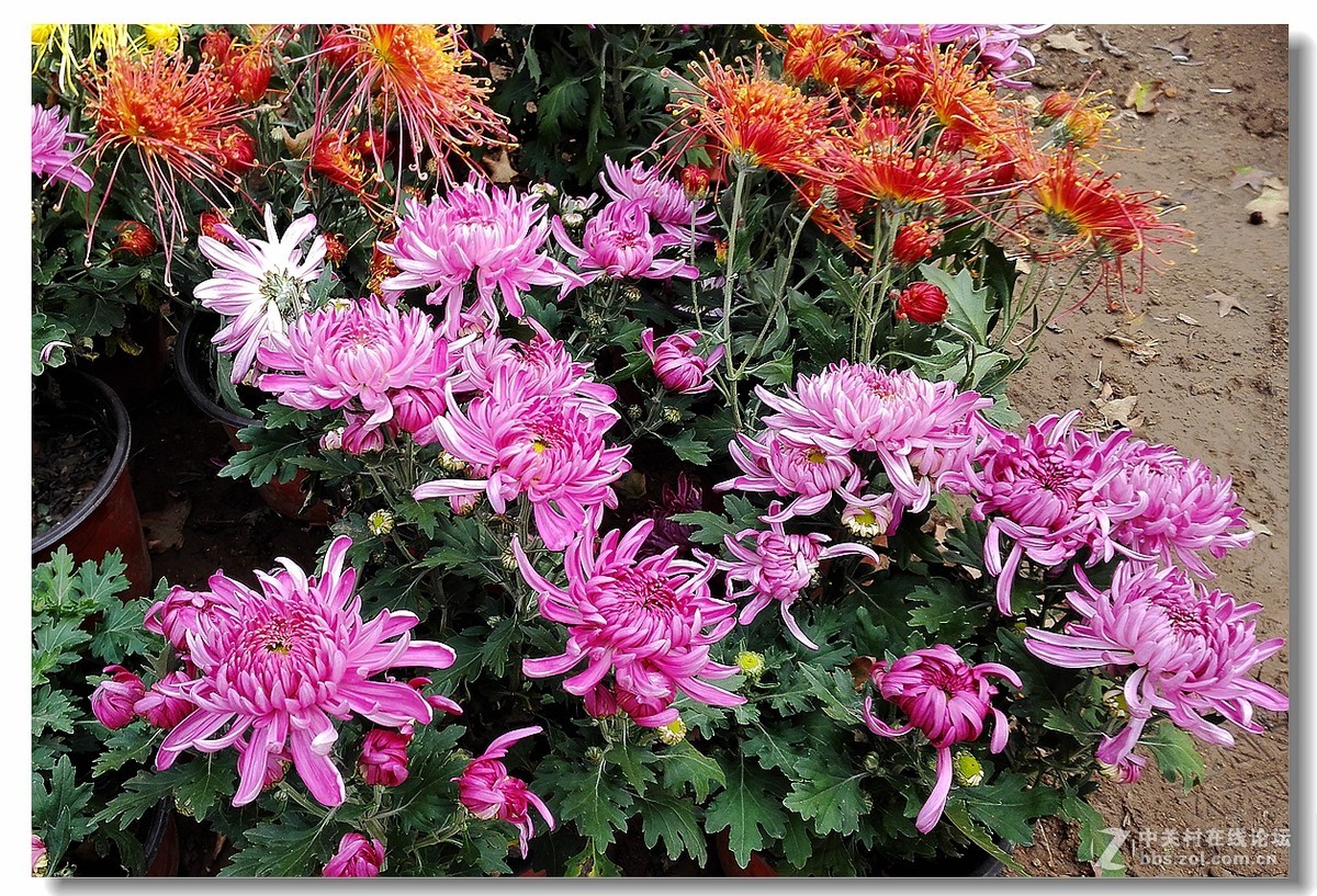 手机拍菊展——千姿百态菊花美