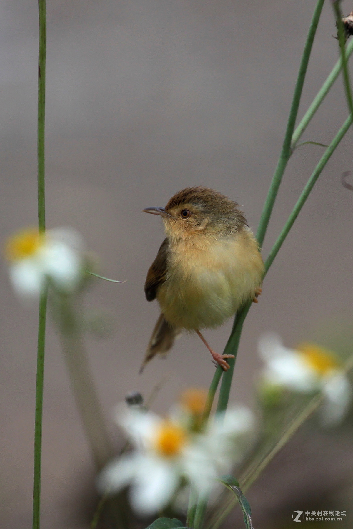 鸟要找食鸟要飞