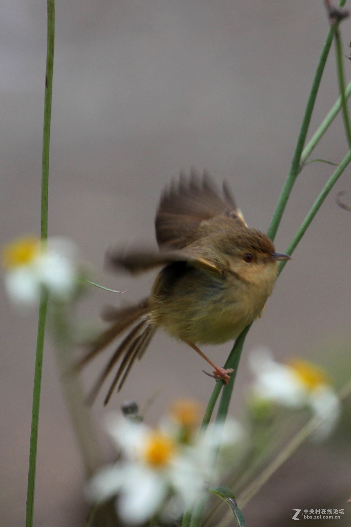鸟要找食鸟要飞